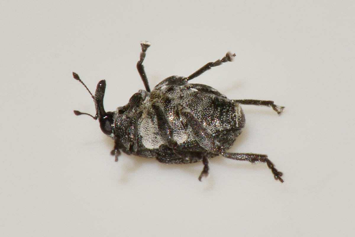 Curculionidae:  Zacladus sp?  S, Zacladus exiguus